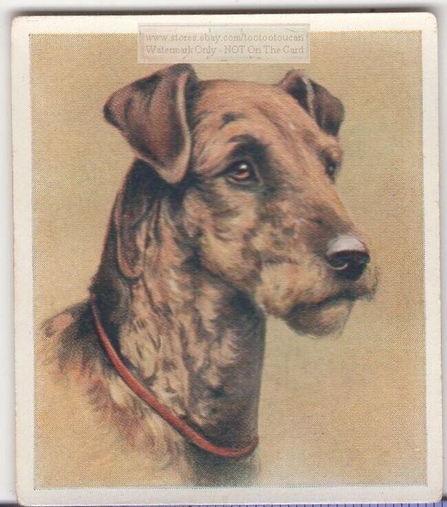 Airedale Terrier Dog Pet Animal Canine C80 Y/o Trade Ad Card